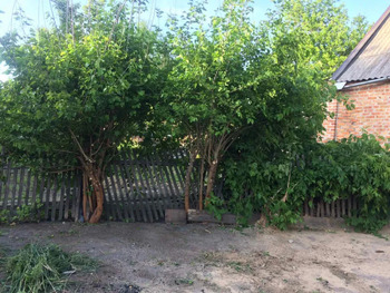  , 29 <sup>2</sup>,  1,  1