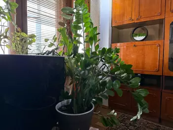 1 ��. ��������, 35 ��. �., 5/5 ������