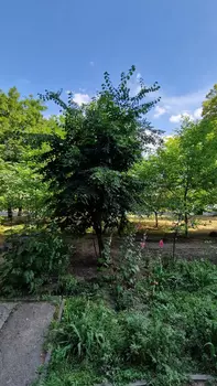 1 . , 36 . ., 1/9 