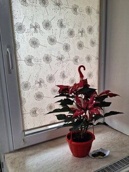 1 ��. ��������, 40 ��. �., 1/5 ������