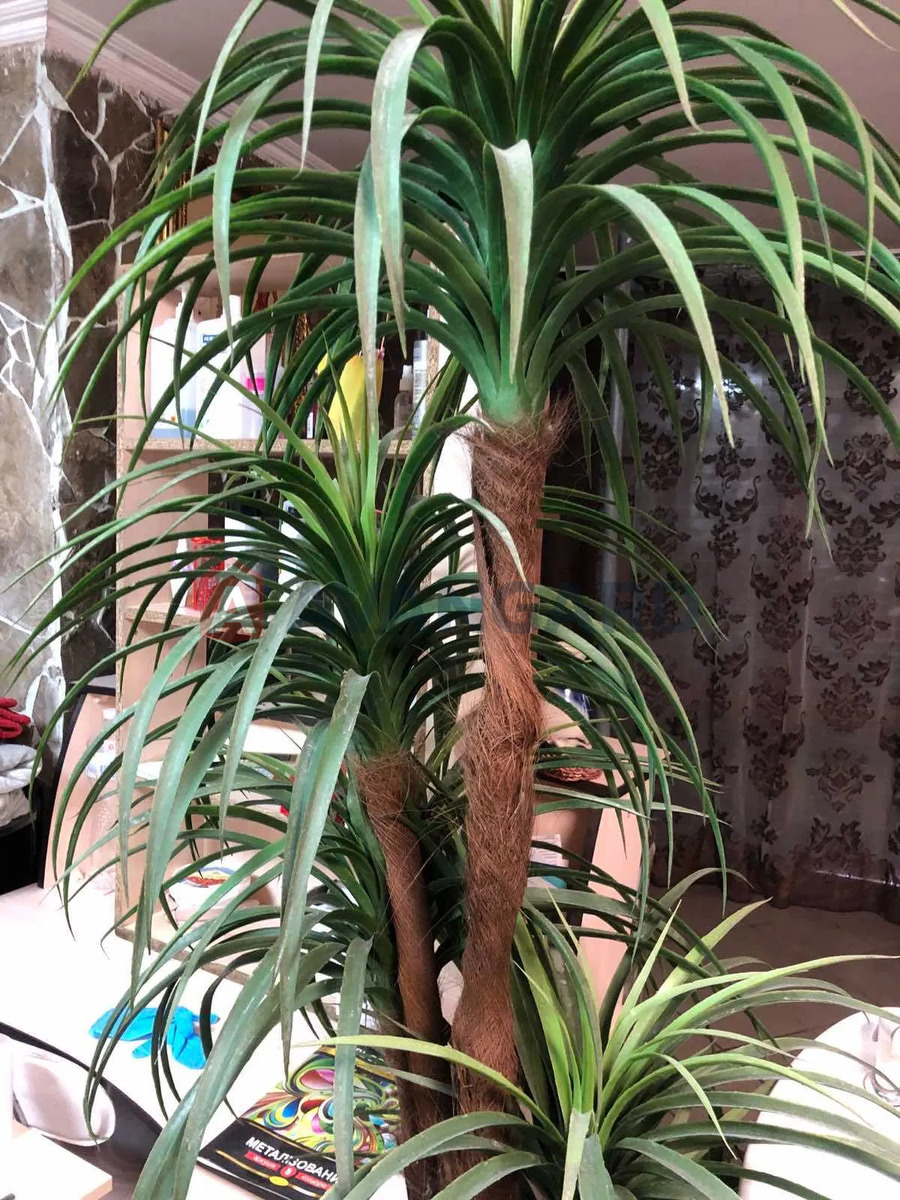 �������, 100 ��.�. ���� 7