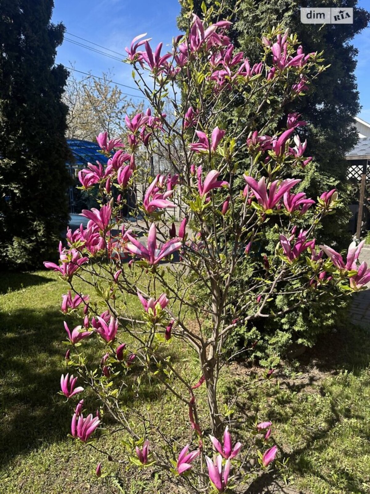 ����� ����, 286 ��.�. ���� 9