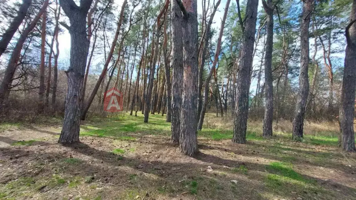 ����, 80 ��.�. ���� 12