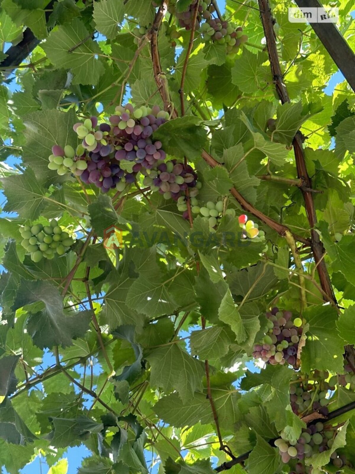 ����� ����, 286 ��.�. ���� 7