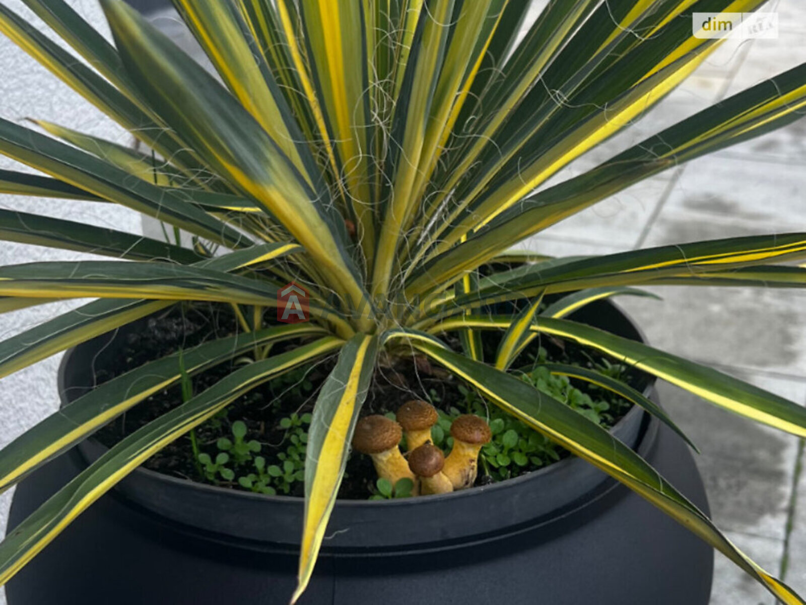 1 . , 23/-/5 . ., 5/5   6