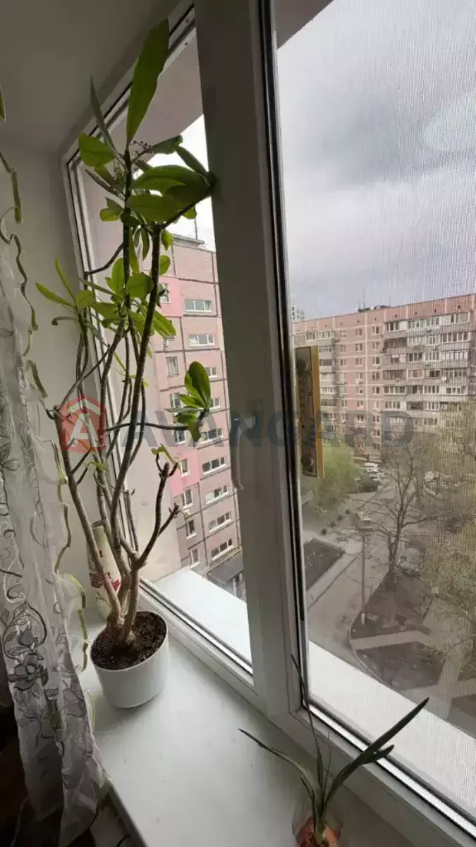 3 ��. ��������, 65/-/- ��. �., 8/9 ������ ���� 2