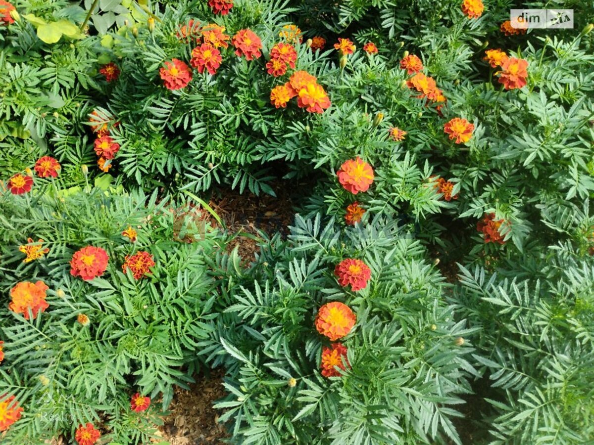 4 ��. ��������, 80/48/10 ��. �., 2/9 ������ ���� 7