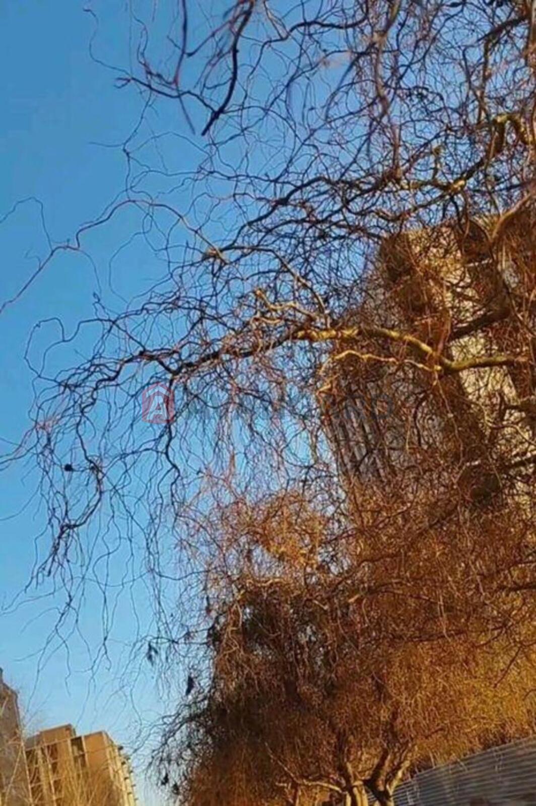 1 ��. ��������, 35/-/8 ��. �., 2/10 ������ ���� 11