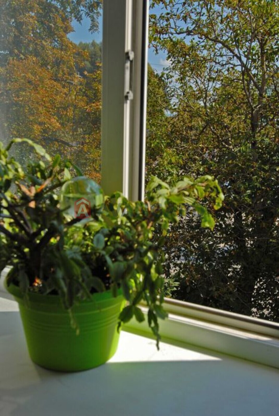 3 . , 50/-/6 . ., 3/3   20