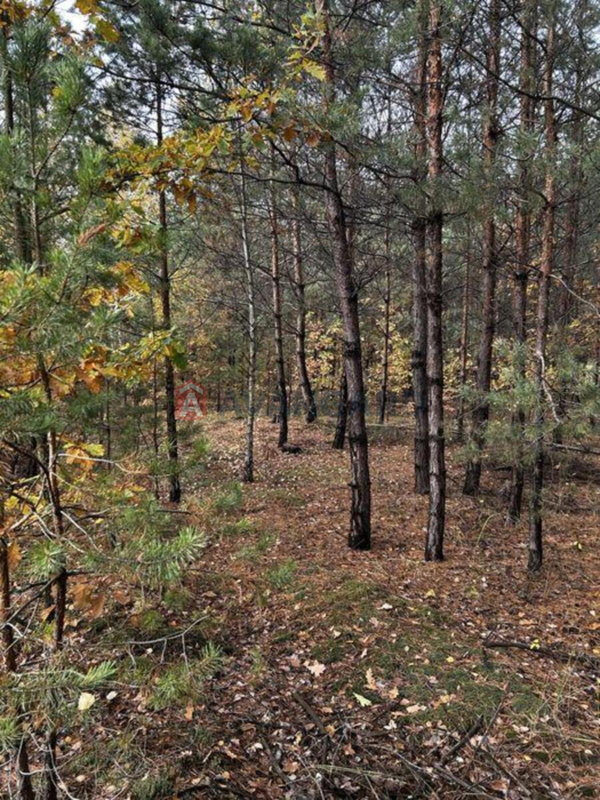 2 ��. ��������, 81/-/20 ��. �., 3/6 ������ ���� 9