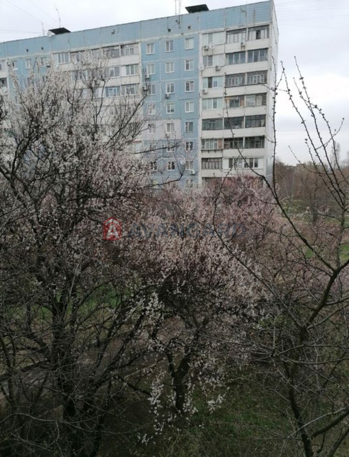 1 ����. ��������, 38/-/8 ��. �., 3/10 ���� ���� 24