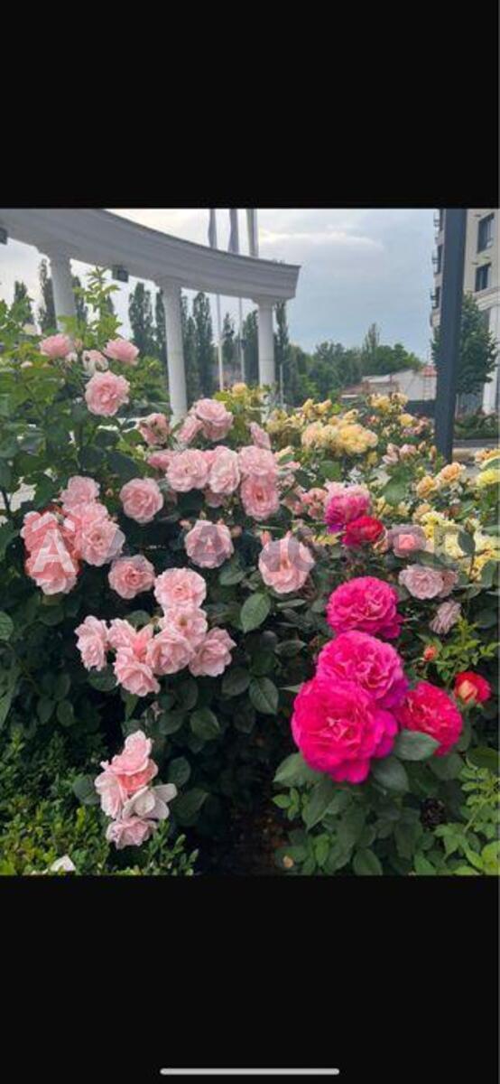 1 ��. ��������, 37/-/16 ��. �., 12/26 ������ ���� 11