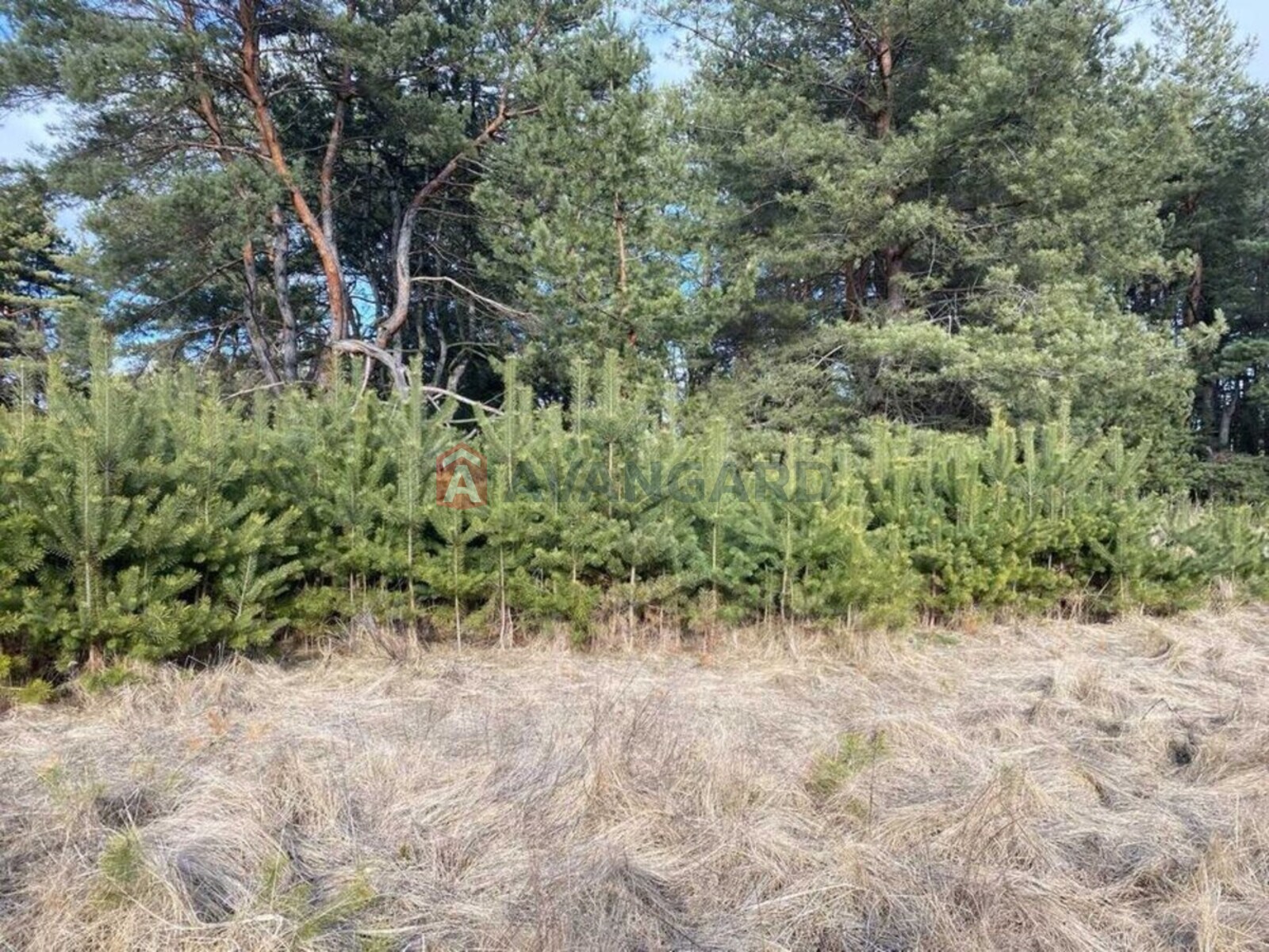 3 ��. ��������, 77/-/15 ��. �., 12/14 ������ ���� 11