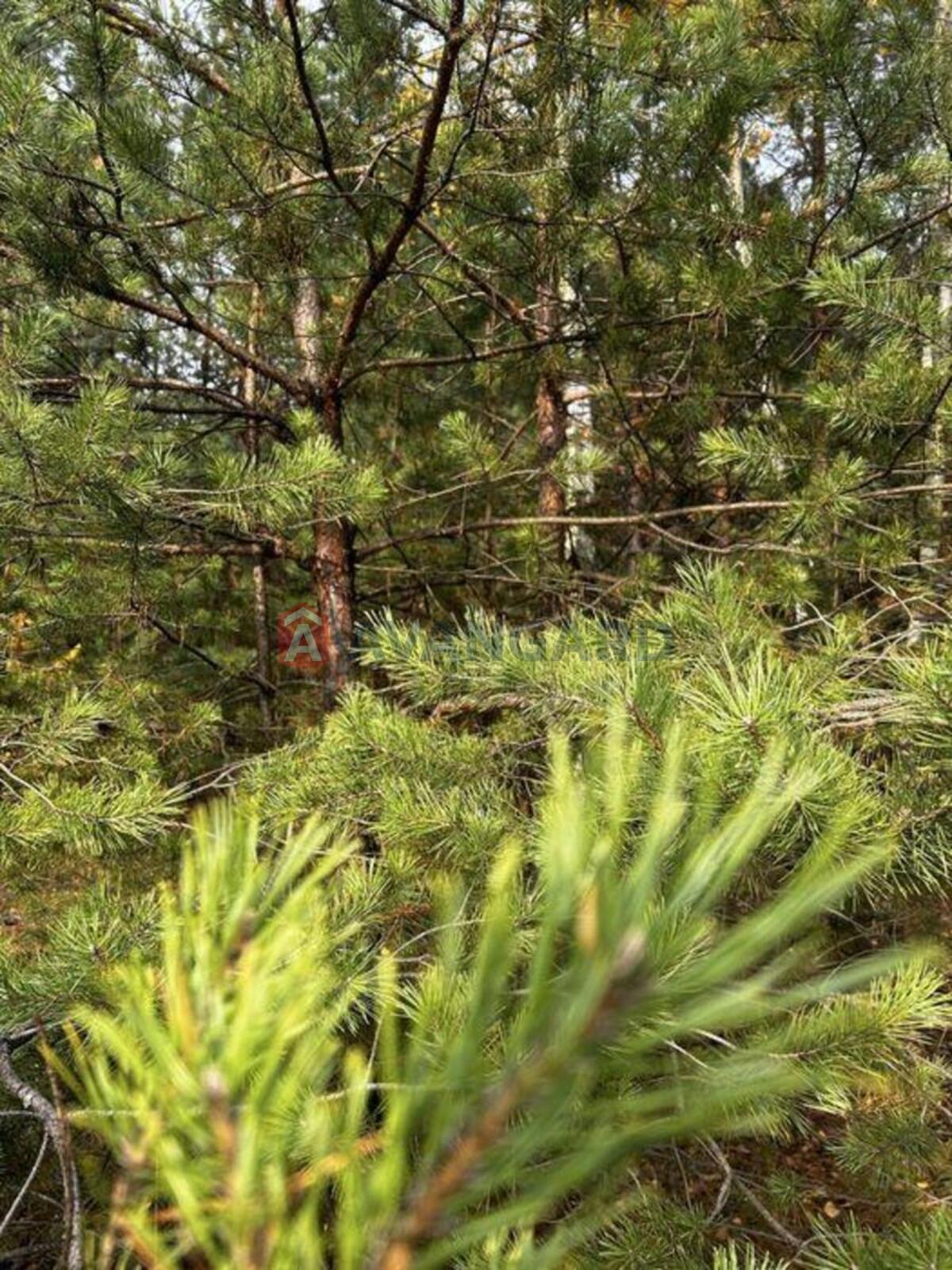 2 ��. ��������, 81/-/20 ��. �., 3/6 ������ ���� 20