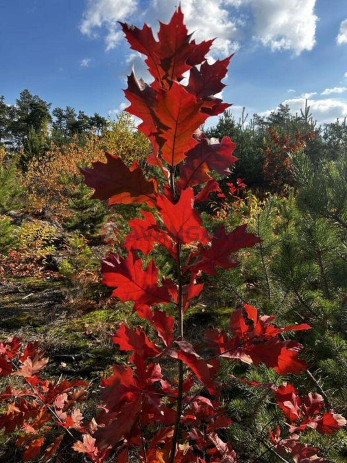 2 ��. ��������, 81/-/20 ��. �., 3/6 ������ ���� 23