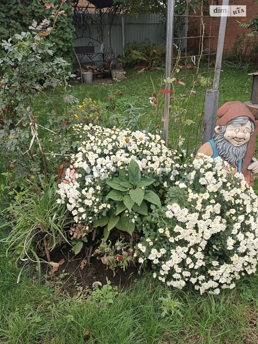 �������, 84 ��.�. ���� 17