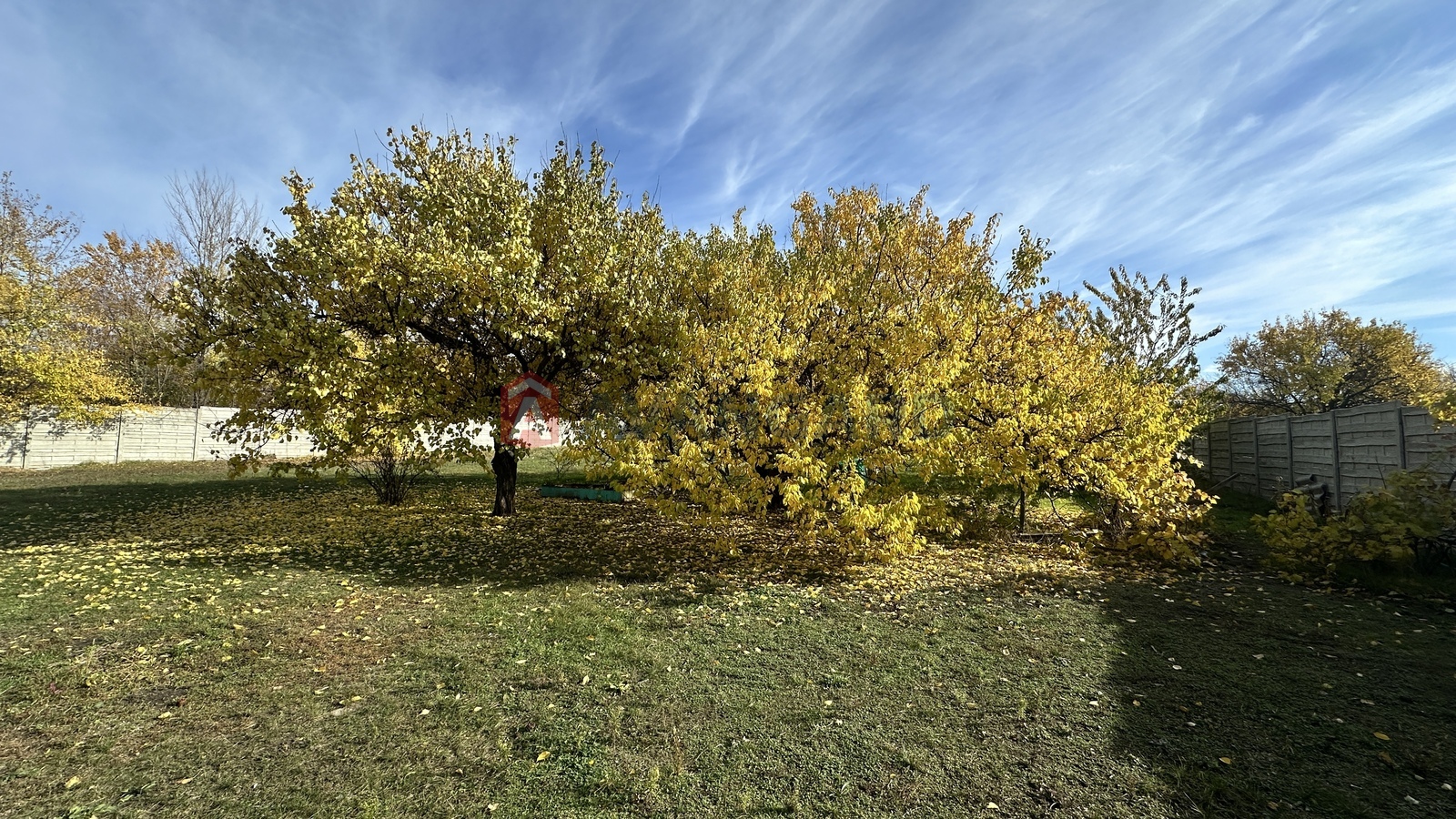 �������, 98 ��.�. ���� 23