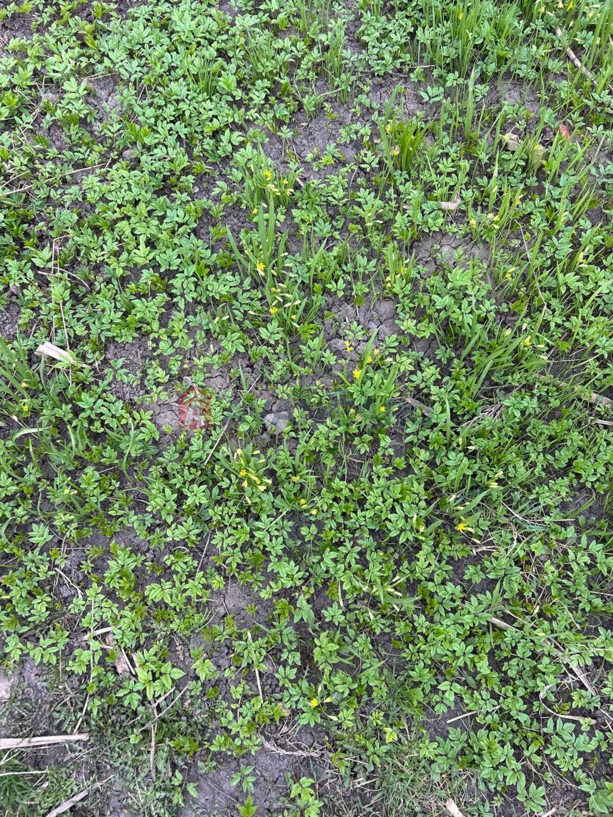 �������, 40 ��.�. ���� 7