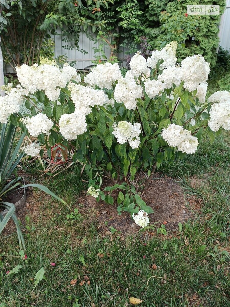 �������, 84 ��.�. ���� 16