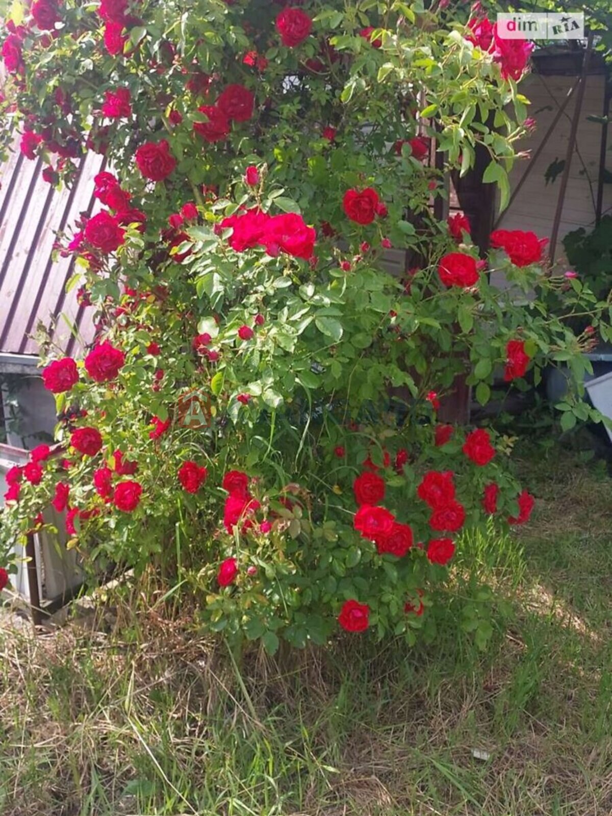 ����, 55 ��.�. ���� 11