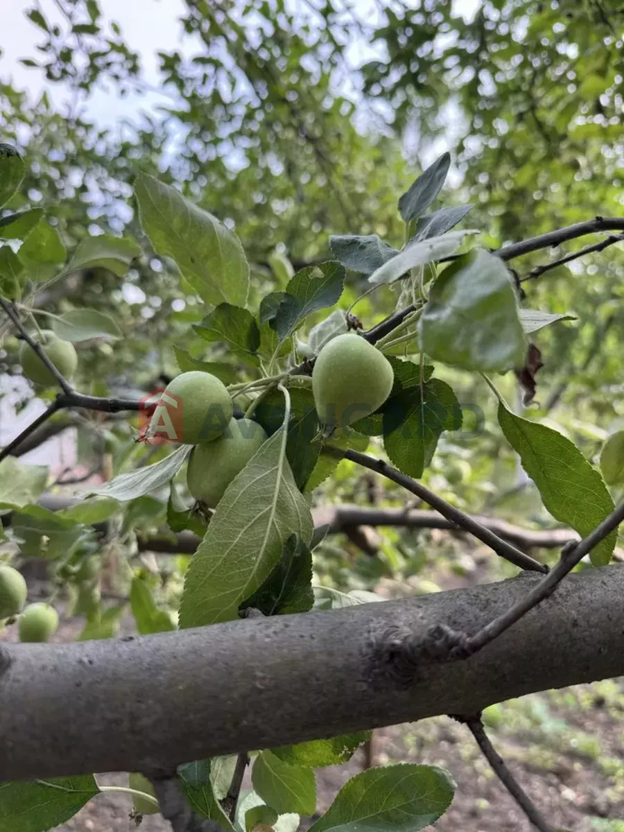 ����, 55 ��.�. ���� 7