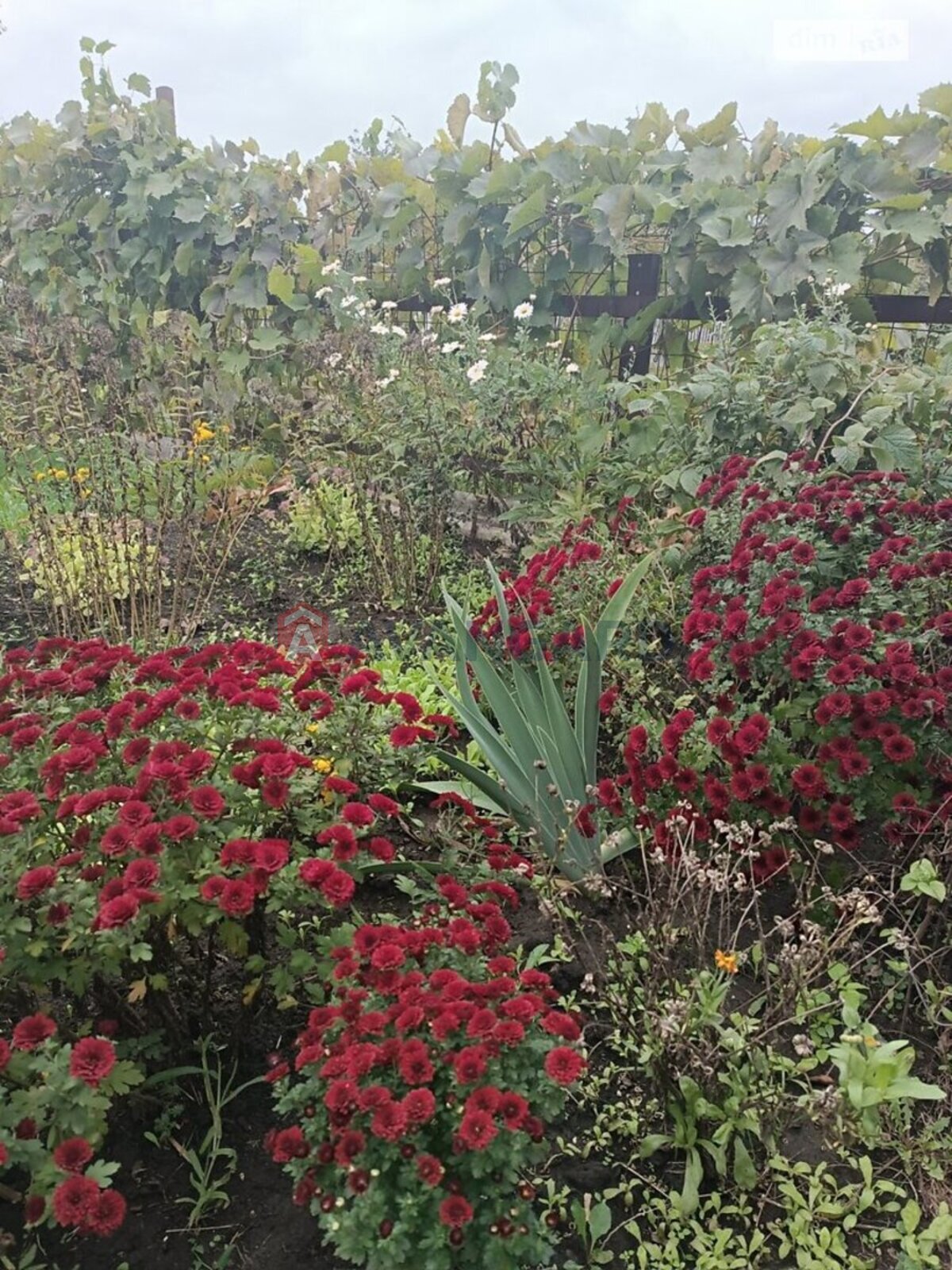 ���, 84 ��.�. ���� 20