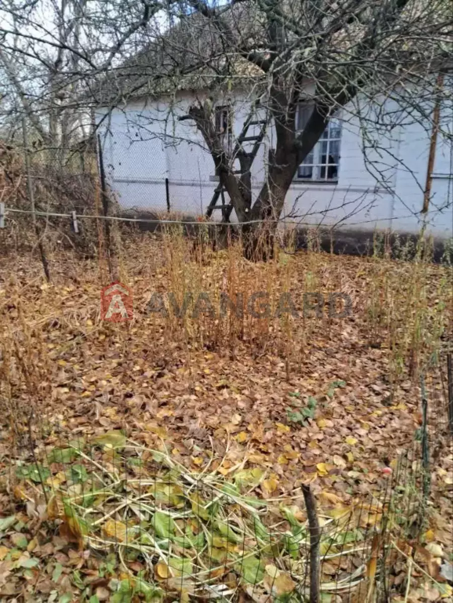 ����� ����, 50 ��.�. ���� 14