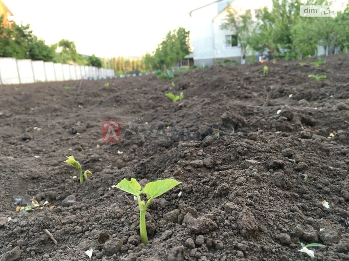 �������, 275 ��.�. ���� 1