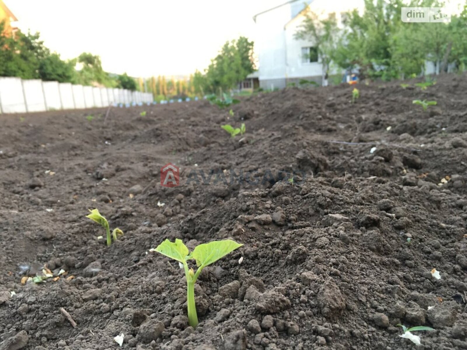 �������, 275 ��.�. ���� 11