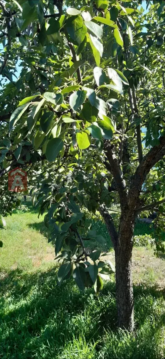����, 32 ��.�. ���� 8