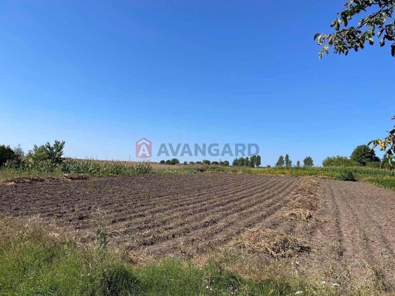 �������, 85 ��.�. ���� 2