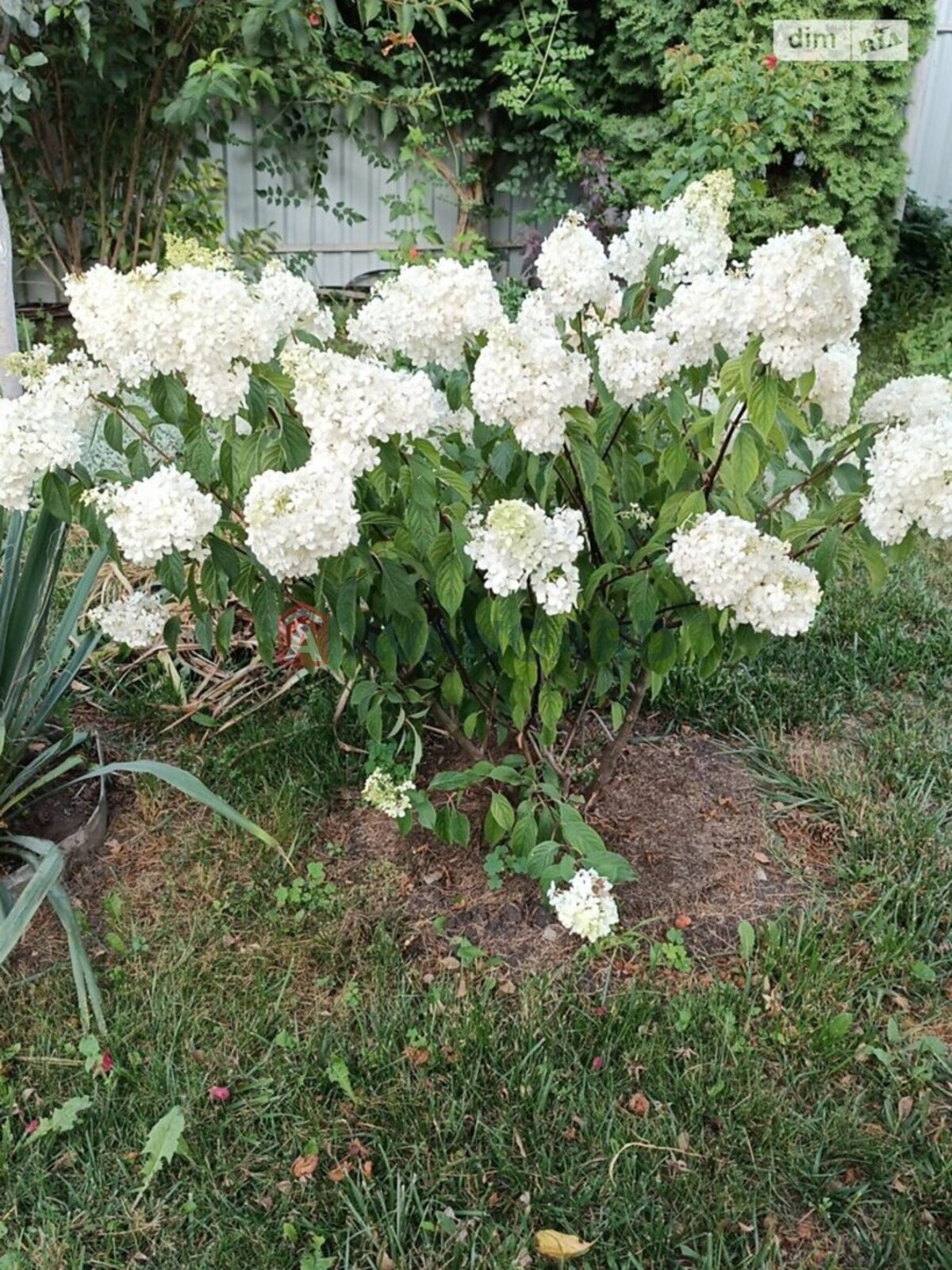 ���, 84 ��.�. ���� 16