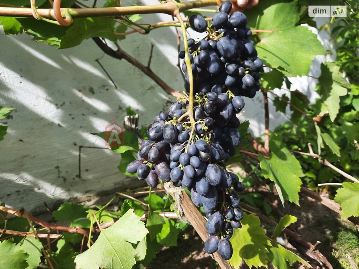 �������, 378 ��.�. ���� 21