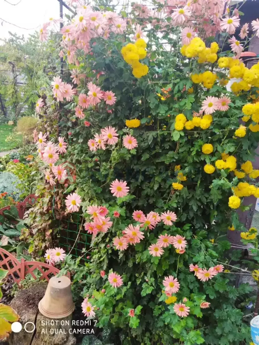 ���, 65 ��.�. ���� 28