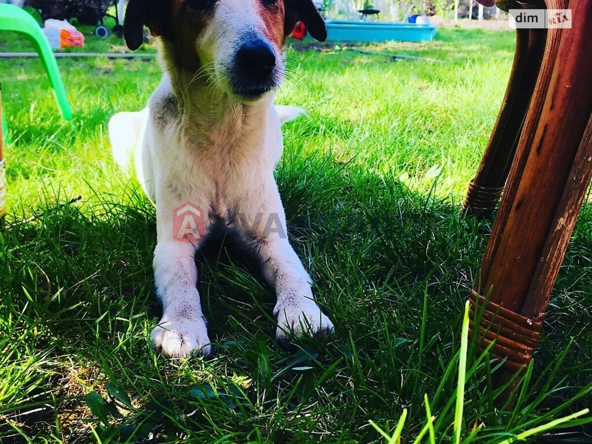 �������, 275 ��.�. ���� 5