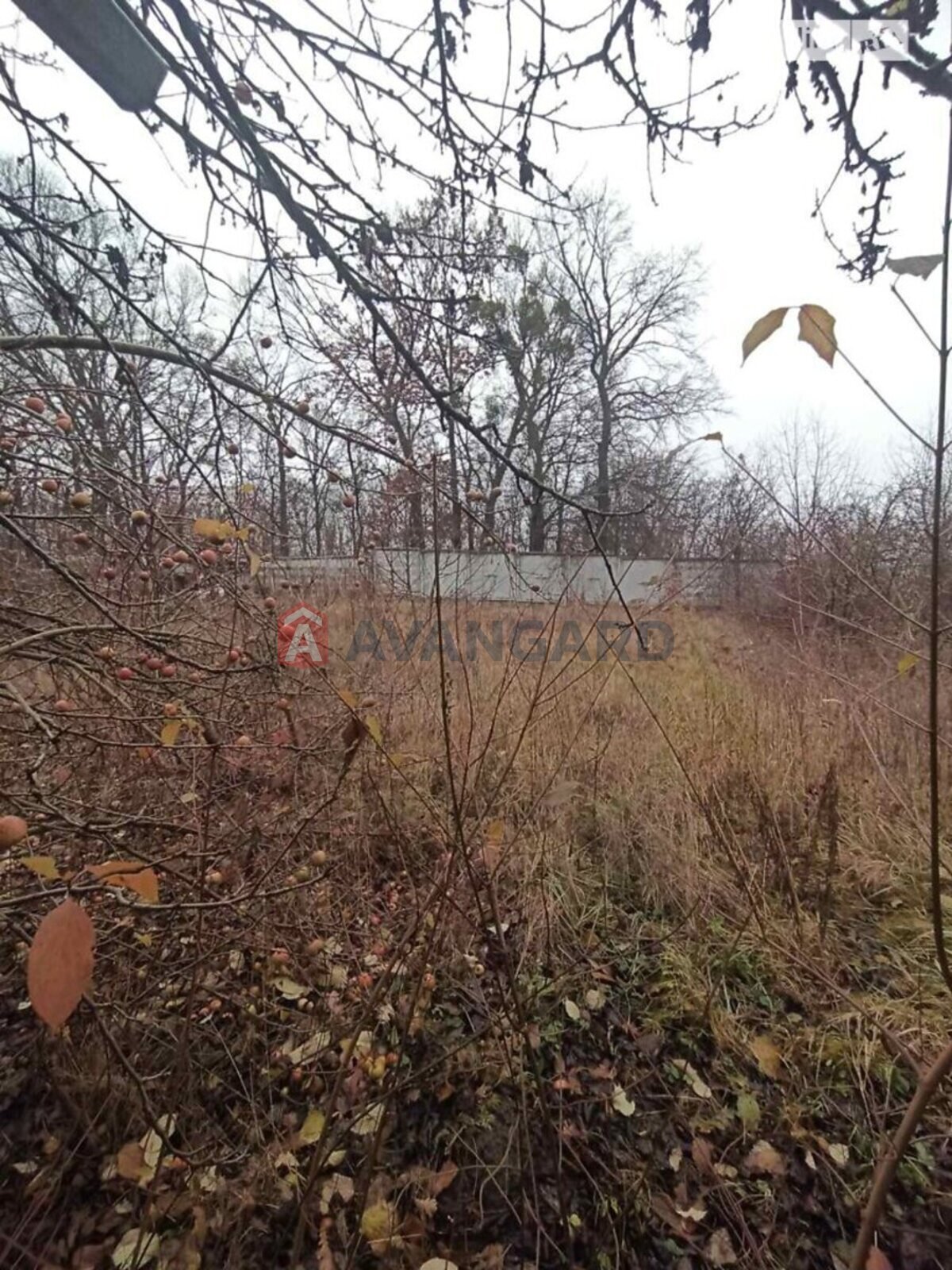 �������, 280 ��.�. ���� 15