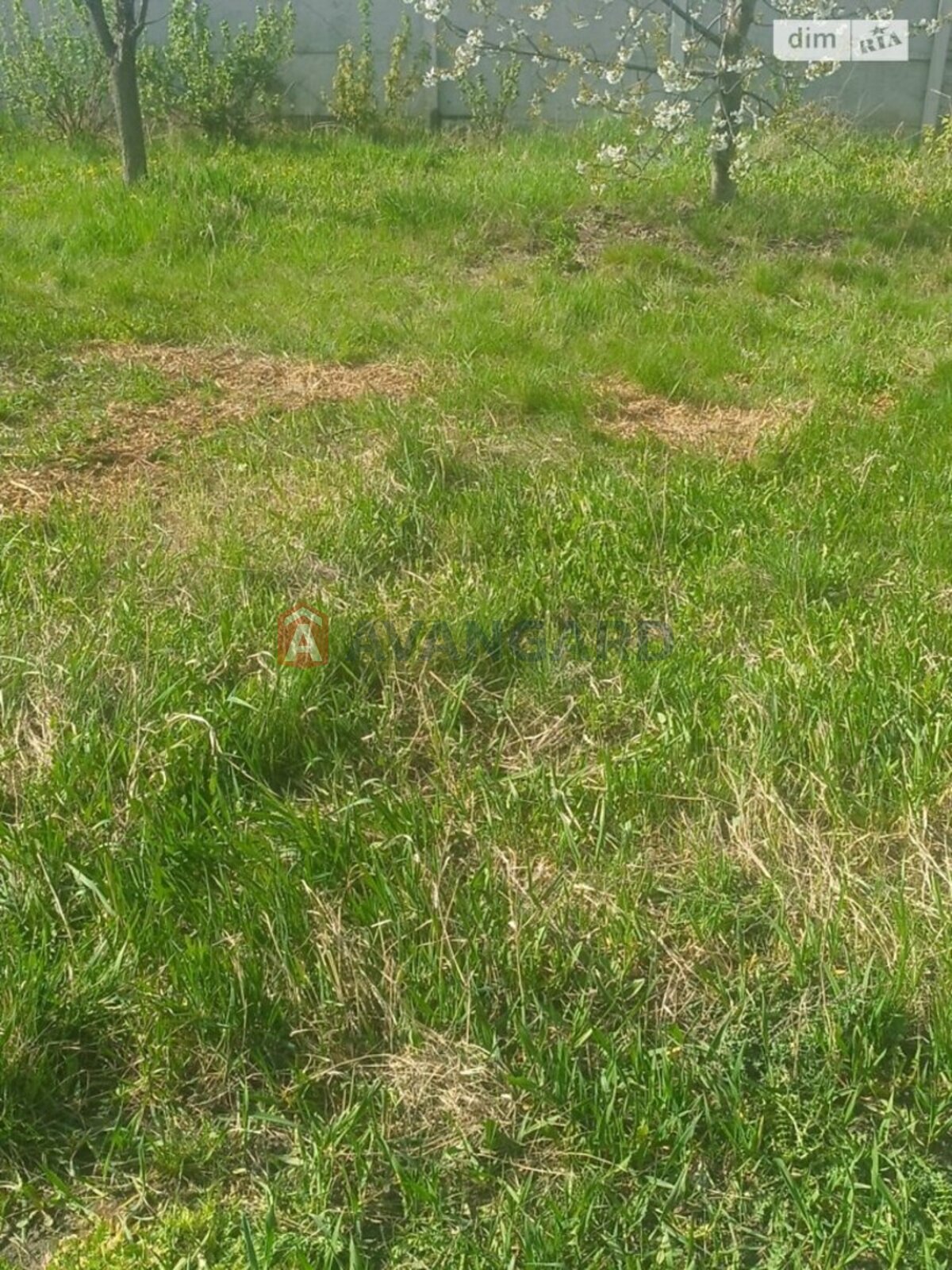 ���, 100 ��.�. ���� 8