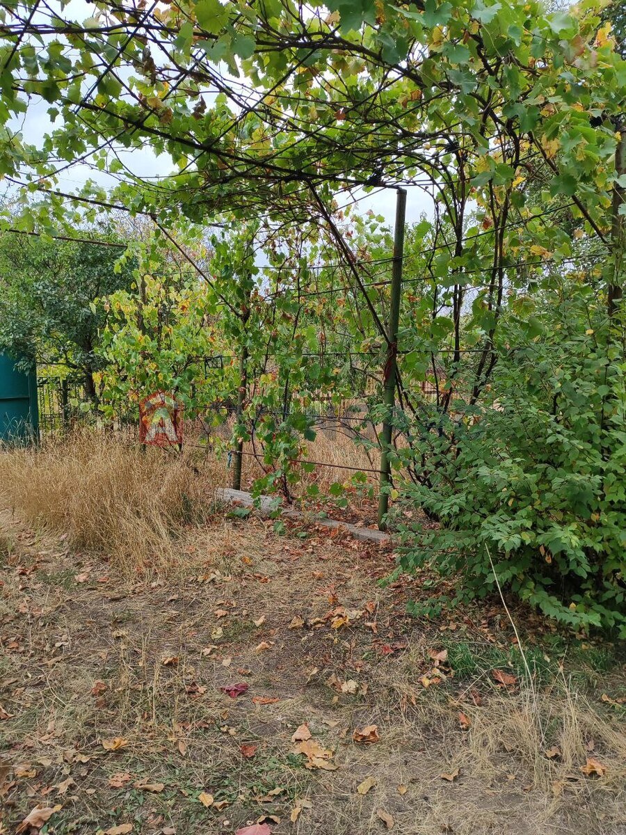 �������, 100 ��.�. ���� 7