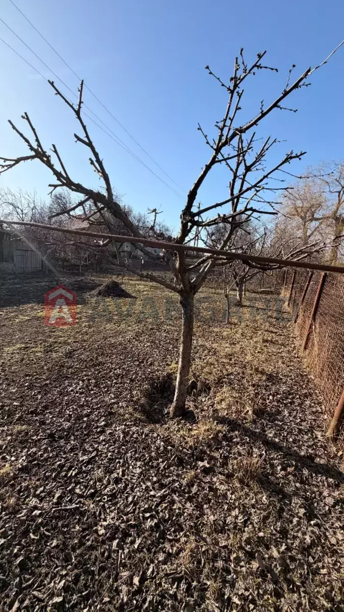 �������, 93 ��.�. ���� 8