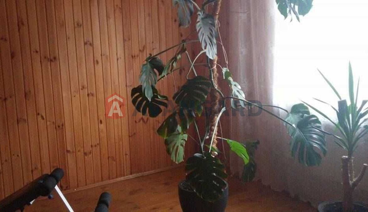 �������, 196 ��.�. ���� 5