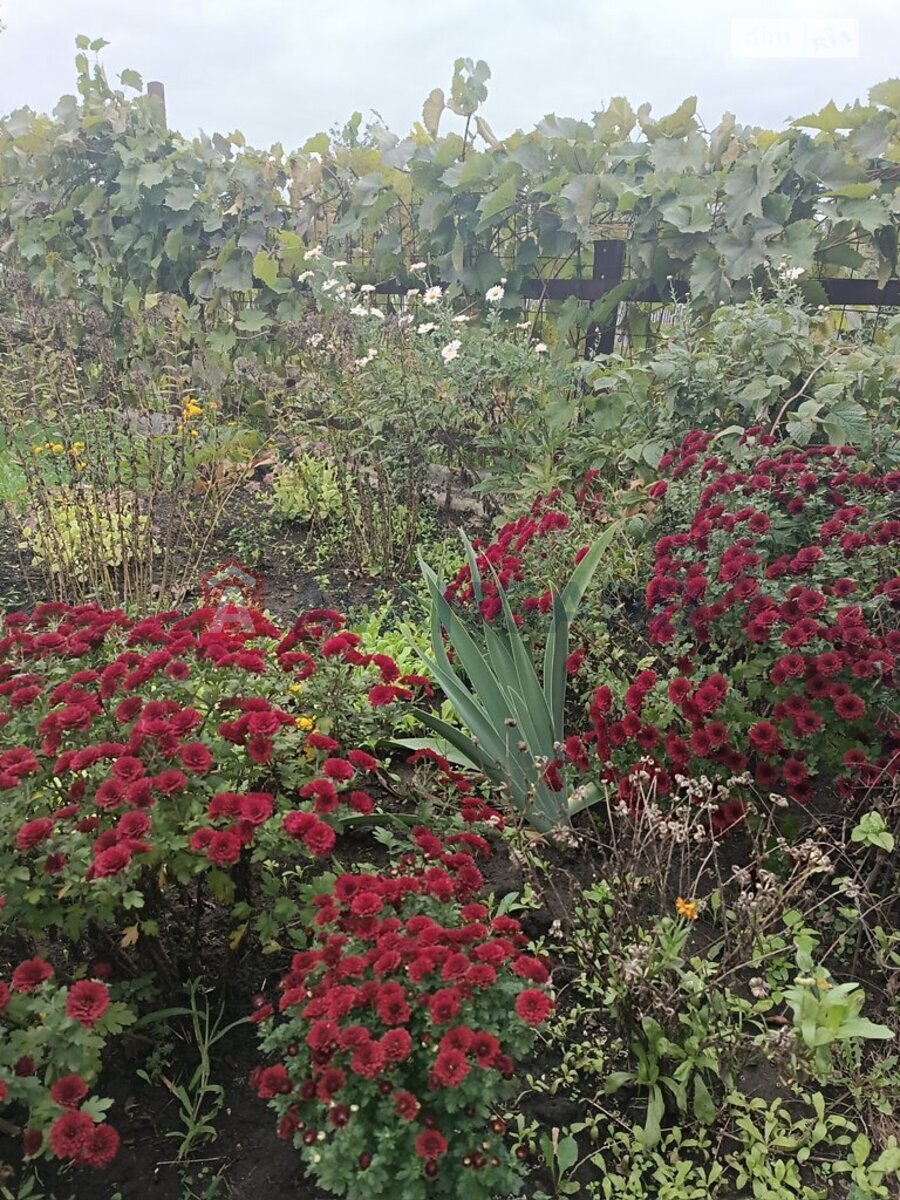 �������, 84 ��.�. ���� 20