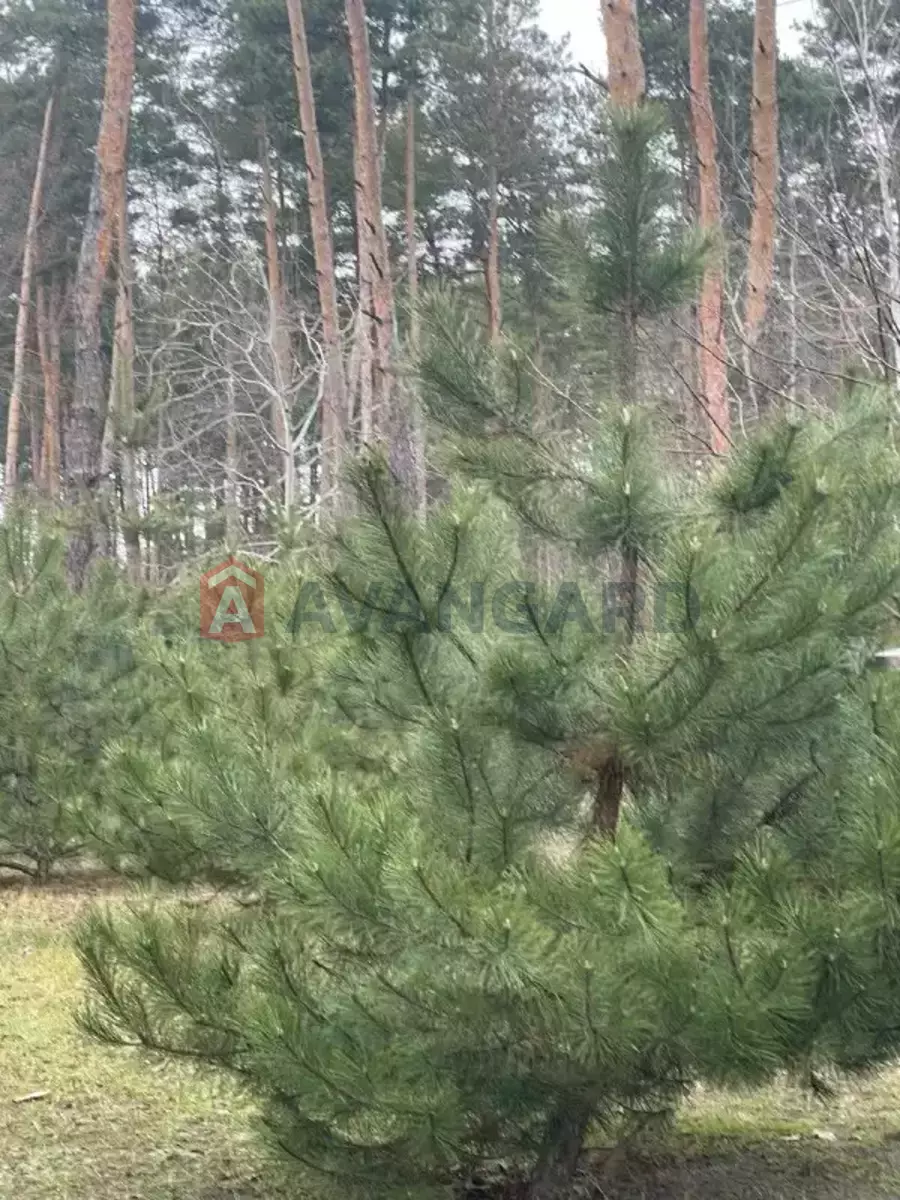 216 ��.�. ���� 12