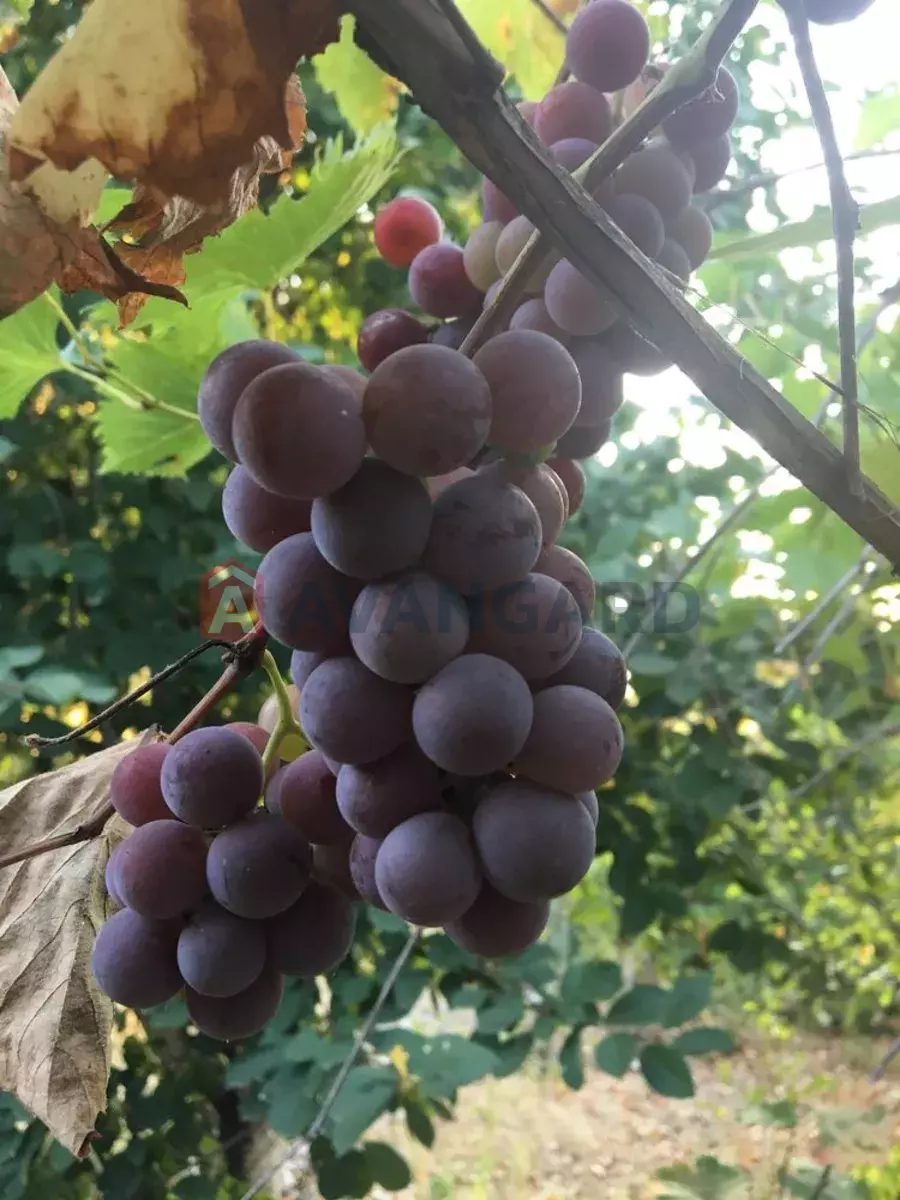����, 20 ��.�. ���� 10