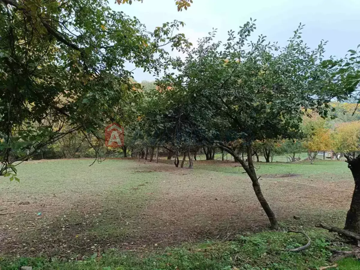 �������, 230 ��.�. ���� 5