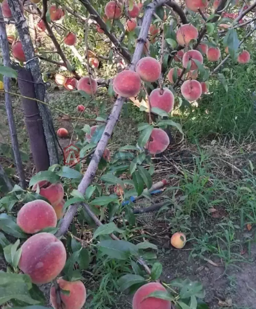 ����, 22 ��.�. ���� 6