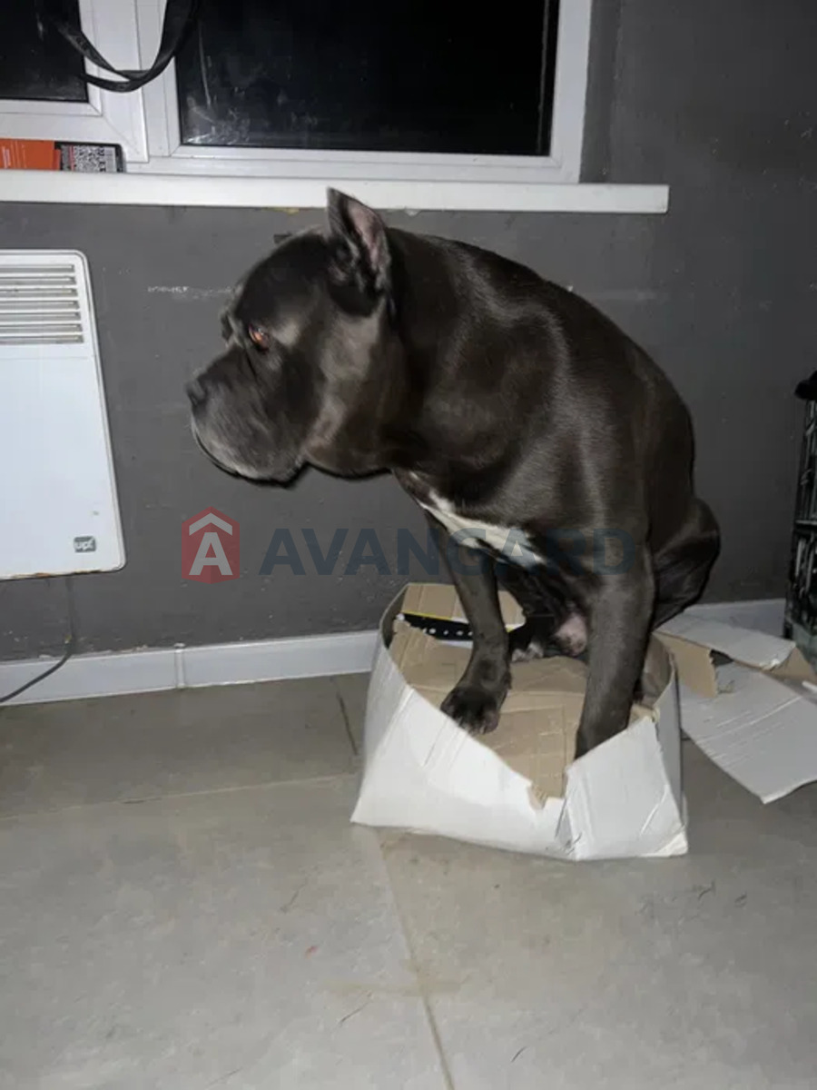 �������, 97 ��.�. ���� 9