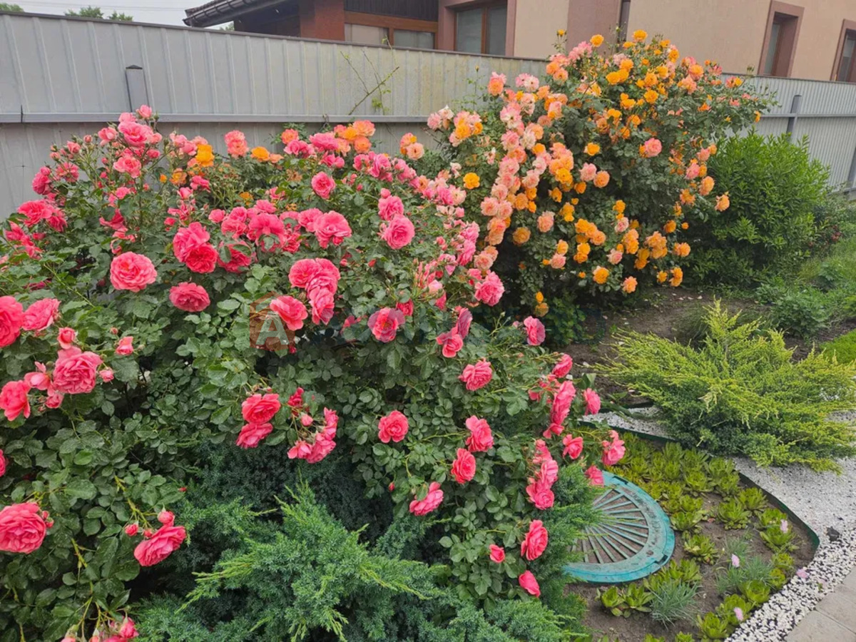 ���, 190 ��.�. ���� 23