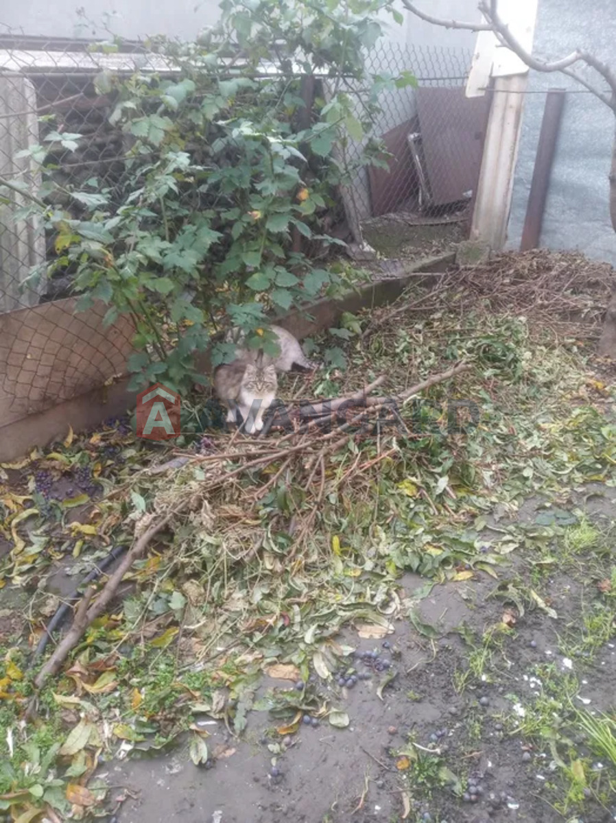 ����� ����, 65 ��.�. ���� 6