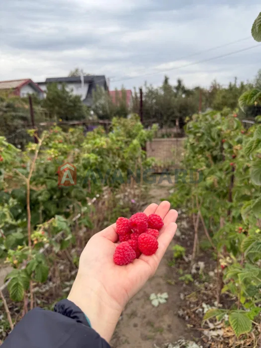 �������, 80 ��.�. ���� 5