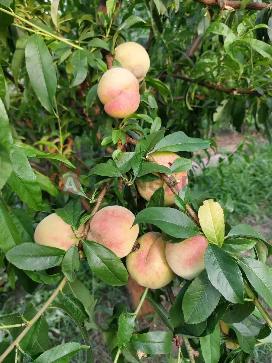 �������, 71 ��.�. ���� 8